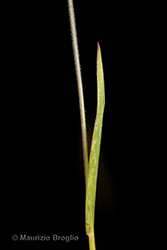 Immagine 6 di 6 - Koeleria spicata (L.) Barberá, Quintanar, Soreng, & P.M. Peterson