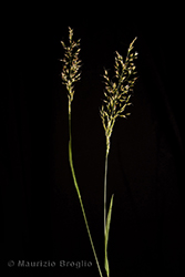 Immagine 1 di 5 - Trisetum flavescens (L.) P. Beauv.