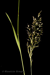 Immagine 2 di 5 - Trisetum flavescens (L.) P. Beauv.