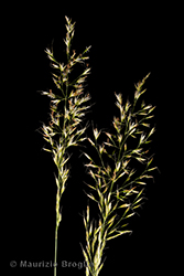 Immagine 3 di 5 - Trisetum flavescens (L.) P. Beauv.