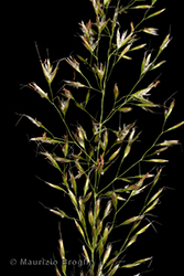 Immagine 4 di 5 - Trisetum flavescens (L.) P. Beauv.