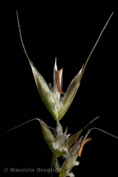 Immagine 5 di 5 - Trisetum flavescens (L.) P. Beauv.