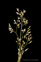 Immagine 3 di 7 - Agrostis schraderiana Bech.