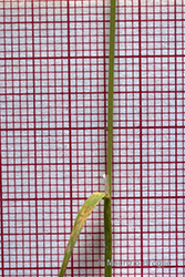 Immagine 6 di 7 - Agrostis schraderiana Bech.