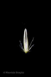 Immagine 7 di 7 - Agrostis schraderiana Bech.