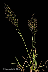 Immagine 1 di 5 - Agrostis capillaris L.