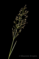 Immagine 2 di 5 - Agrostis capillaris L.