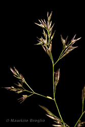 Immagine 3 di 5 - Agrostis capillaris L.