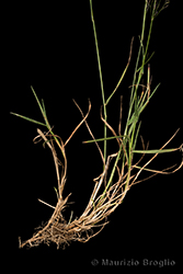Immagine 4 di 5 - Agrostis capillaris L.