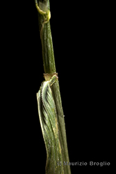 Immagine 5 di 5 - Agrostis capillaris L.