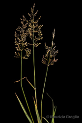 Immagine 3 di 8 - Agrostis stolonifera L.