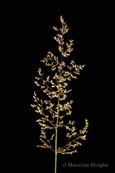 Immagine 4 di 8 - Agrostis stolonifera L.