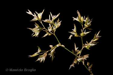Immagine 6 di 8 - Agrostis stolonifera L.