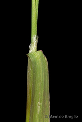 Immagine 7 di 8 - Agrostis stolonifera L.