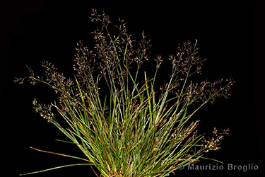 Immagine 4 di 8 - Agrostis rupestris All.