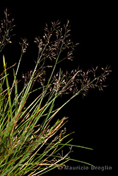 Immagine 5 di 8 - Agrostis rupestris All.
