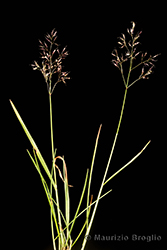 Immagine 6 di 8 - Agrostis rupestris All.