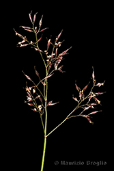Immagine 7 di 8 - Agrostis rupestris All.