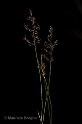 Immagine 1 di 7 - Agrostis canina L.
