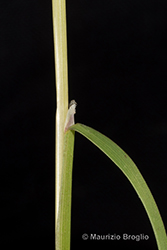 Immagine 4 di 7 - Agrostis canina L.