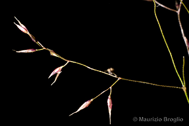 Immagine 5 di 7 - Agrostis canina L.