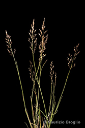 Immagine 1 di 8 - Agrostis alpina Scop.
