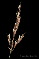 Immagine 3 di 8 - Agrostis alpina Scop.