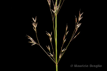 Immagine 4 di 8 - Agrostis alpina Scop.