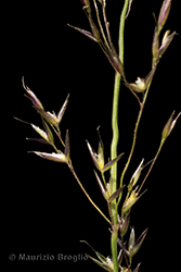 Immagine 5 di 8 - Agrostis alpina Scop.