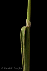 Immagine 7 di 8 - Agrostis alpina Scop.