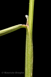 Immagine 8 di 8 - Agrostis alpina Scop.
