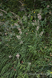 Immagine 1 di 12 - Calamagrostis varia (Schrad.) Host