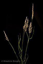 Immagine 2 di 12 - Calamagrostis varia (Schrad.) Host
