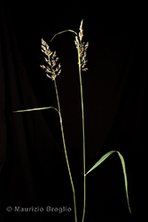 Immagine 3 di 12 - Calamagrostis varia (Schrad.) Host