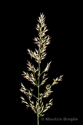 Immagine 4 di 12 - Calamagrostis varia (Schrad.) Host