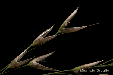 Immagine 6 di 12 - Calamagrostis varia (Schrad.) Host