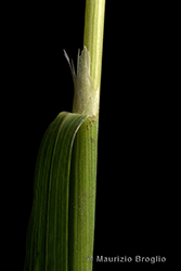 Immagine 7 di 12 - Calamagrostis varia (Schrad.) Host