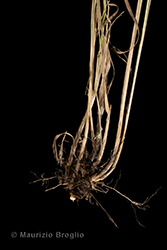 Immagine 9 di 12 - Calamagrostis varia (Schrad.) Host