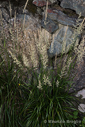 Immagine 2 di 14 - Calamagrostis arundinacea (L.) Roth