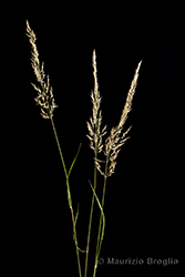 Immagine 3 di 14 - Calamagrostis arundinacea (L.) Roth