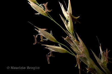 Immagine 4 di 14 - Calamagrostis arundinacea (L.) Roth