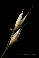Immagine 5 di 14 - Calamagrostis arundinacea (L.) Roth