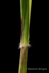 Immagine 6 di 14 - Calamagrostis arundinacea (L.) Roth
