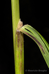 Immagine 7 di 14 - Calamagrostis arundinacea (L.) Roth