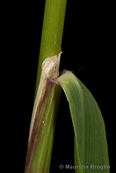 Immagine 8 di 14 - Calamagrostis arundinacea (L.) Roth