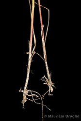 Immagine 9 di 14 - Calamagrostis arundinacea (L.) Roth