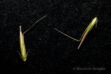 Immagine 11 di 14 - Calamagrostis arundinacea (L.) Roth