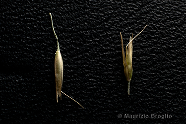 Immagine 13 di 14 - Calamagrostis arundinacea (L.) Roth