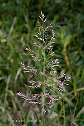 Immagine 3 di 9 - Calamagrostis villosa (Chaix) J.F. Gmel.