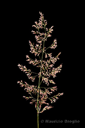 Immagine 4 di 9 - Calamagrostis villosa (Chaix) J.F. Gmel.